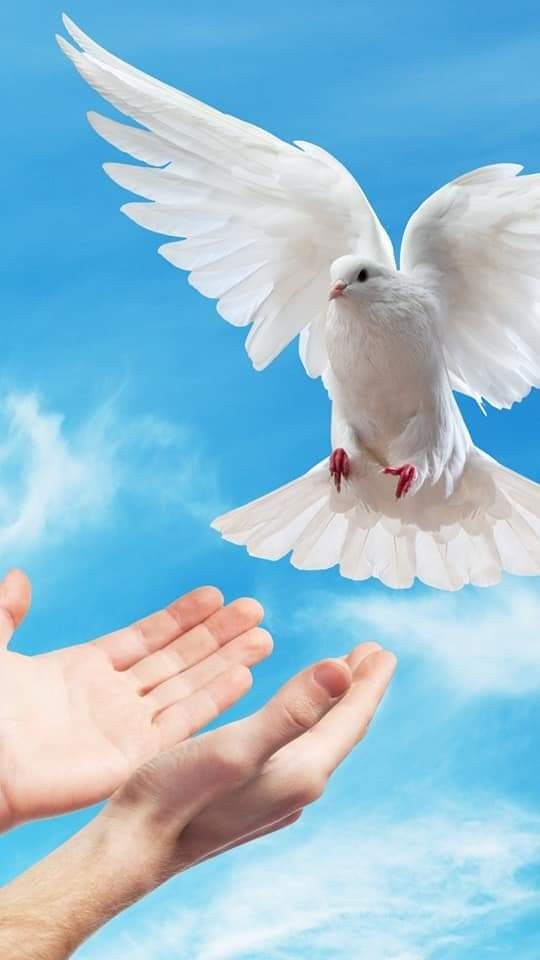 Daily Devotional Songs, Day 30: Thank Holy Spirit post thumbnail image